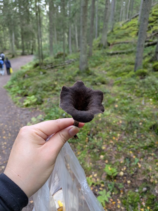 Foraged mushrooms from our forest tours