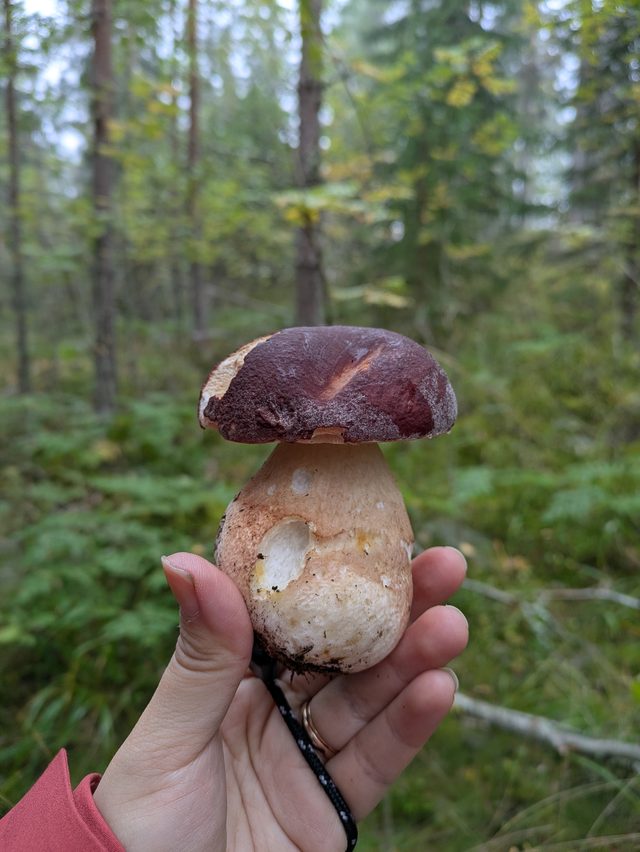Foraged mushrooms from our forest tours