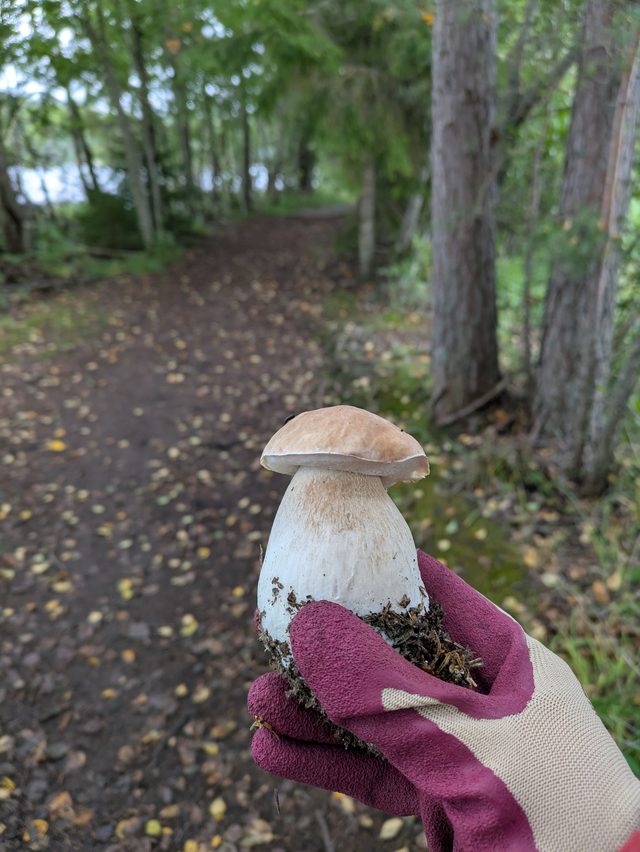 Foraged mushrooms from our forest tours
