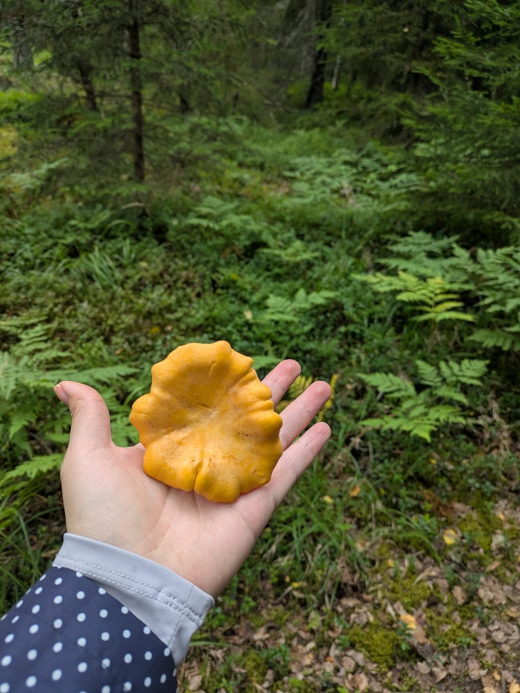Foraged mushrooms from our forest tours